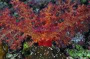 Dendronephthya-sp  Alcyonaire epineux-Safaga Tobia harba-4m-20171121-Denis-ADER-DSC_3381_tn